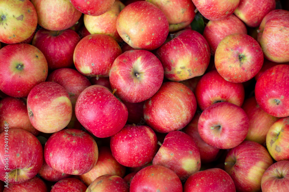 background of red apples. Autumn, picking apples, Champion is a variety of home-made apple trees, brought out by Czech breeders background of red apples. Autumn, picking apples, Champion is a variety of home-made apple trees, brought out by Czech breeders