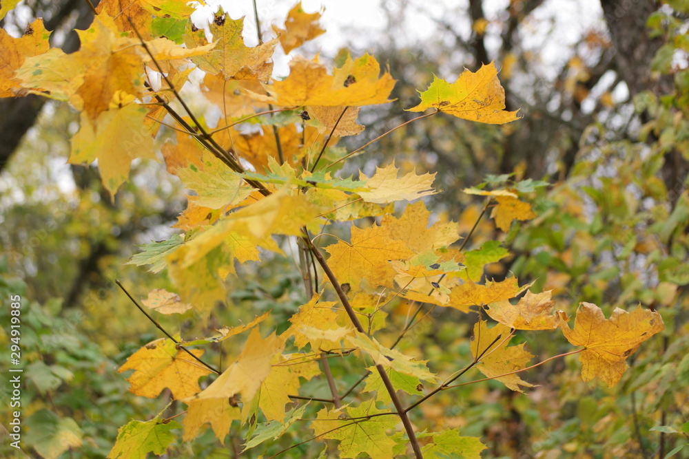 Fototapeta premium leaves in autumn