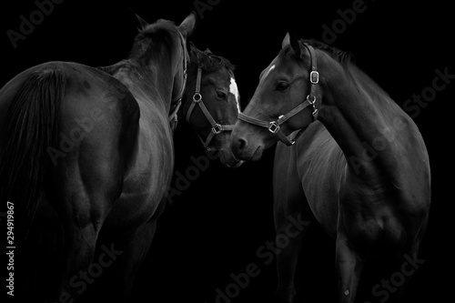 Canvastavla Three thoroughbred horses isolated on black background