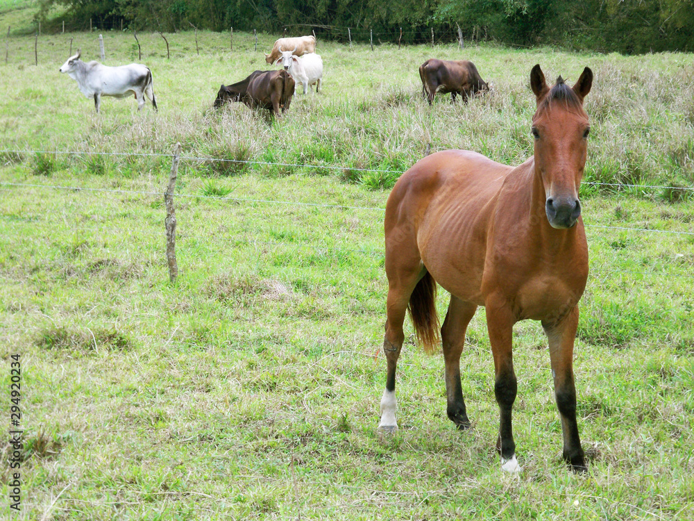 paisaje con caballo paisaje con caballo