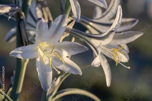 Closeup of Desert lily or Ajo lily wildflower at Anza-Borrego Desert State Park, CA, USA photo