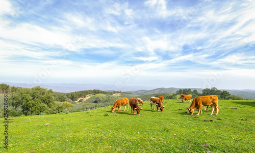 Cows grazing on green field with fresh grass under blue sky © Shootdiem