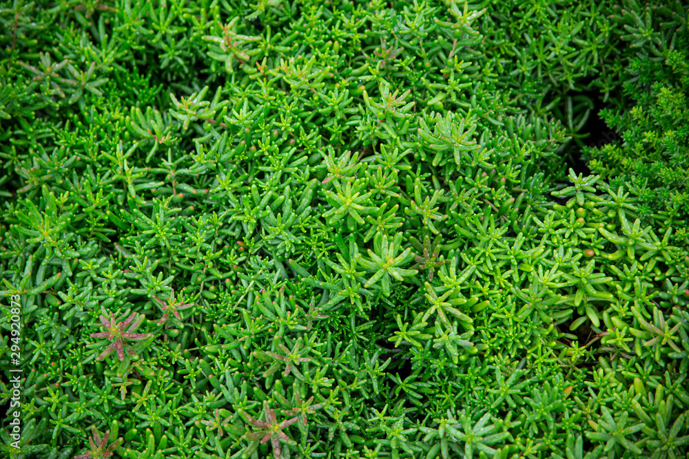 background of green grass background of green grass