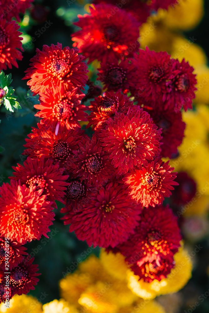 Red autumn chrysanthemums bloom in the garden against the background of yellow chrysanthemums Red autumn chrysanthemums bloom in the garden against the background of yellow chrysanthemums