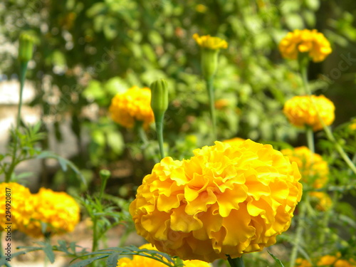 Marigold