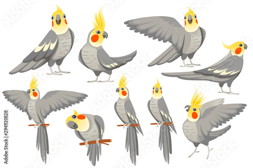 Set of adult parrot of normal grey cockatiel (Nymphicus hollandicus, corella) cartoon bird design flat vector illustration isolated on white background