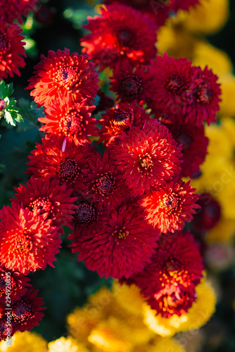 Red autumn chrysanthemums bloom in the garden against the background of yellow chrysanthemums