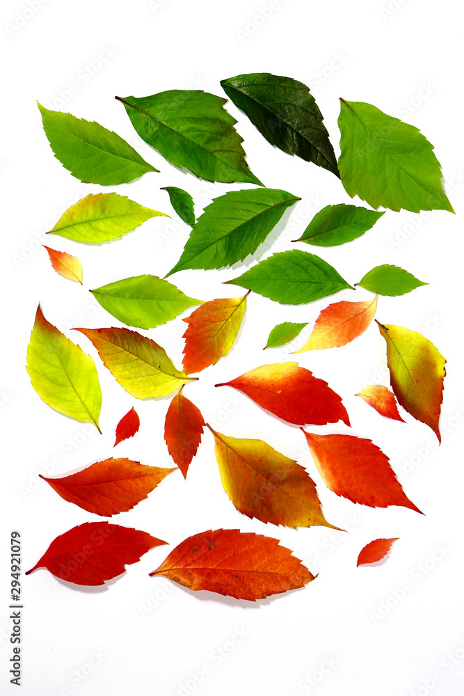 Fototapeta premium Herbstblatt