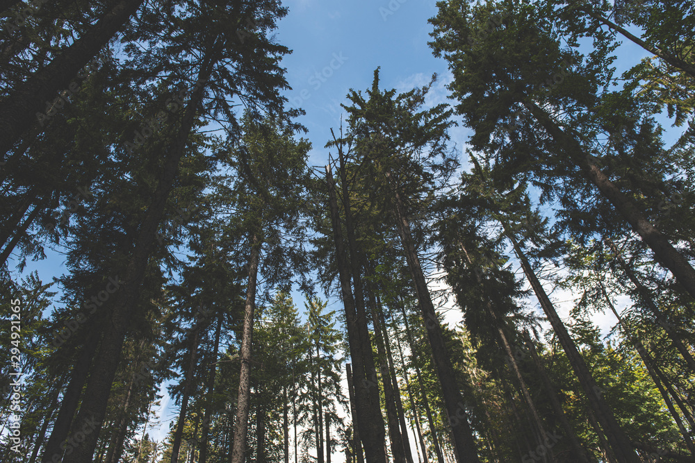 trees in the forest