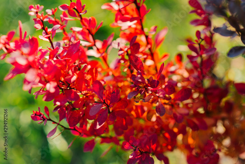 Bright red barberry leaves in autumn