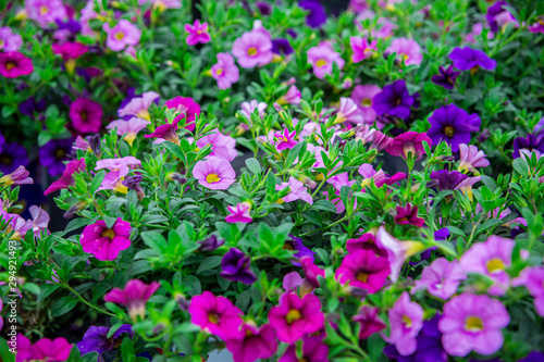 violet petunia