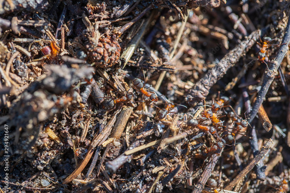 Big anthill in woods. Big anthill with colony of ants in summer forest, macro Big anthill in woods. Big anthill with colony of ants in summer forest, macro