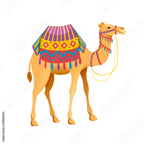Cute two hump camel with bridle and saddle cartoon animal design flat vector illustration isolated on white background
