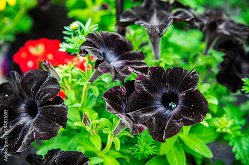 black petunia
