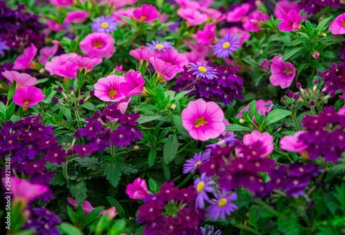 petunia colors