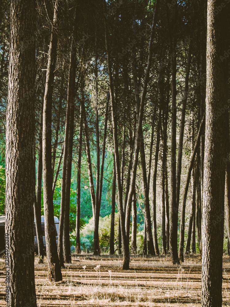 Obraz premium Forest park