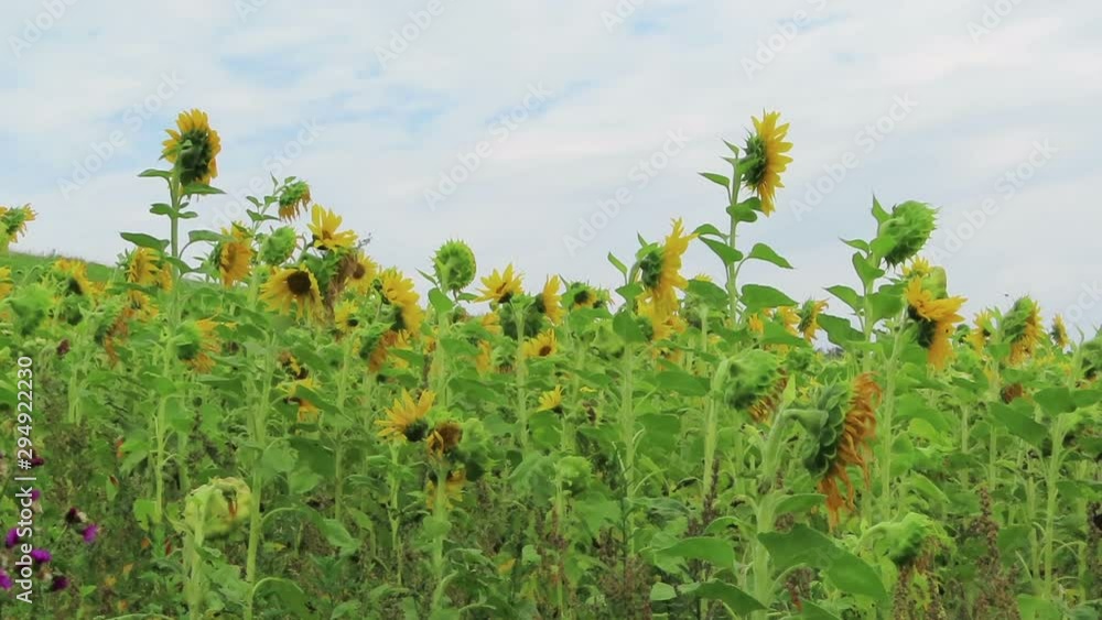 Field of sunflower at Schalkenmehrener Maar lake in Eifel region germany.