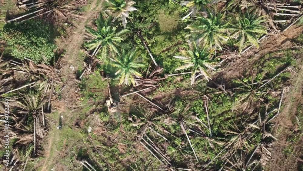 Oil palm plantation is cleared to make way for other plantation. Oil palm plantation is cleared to make way for other plantation.