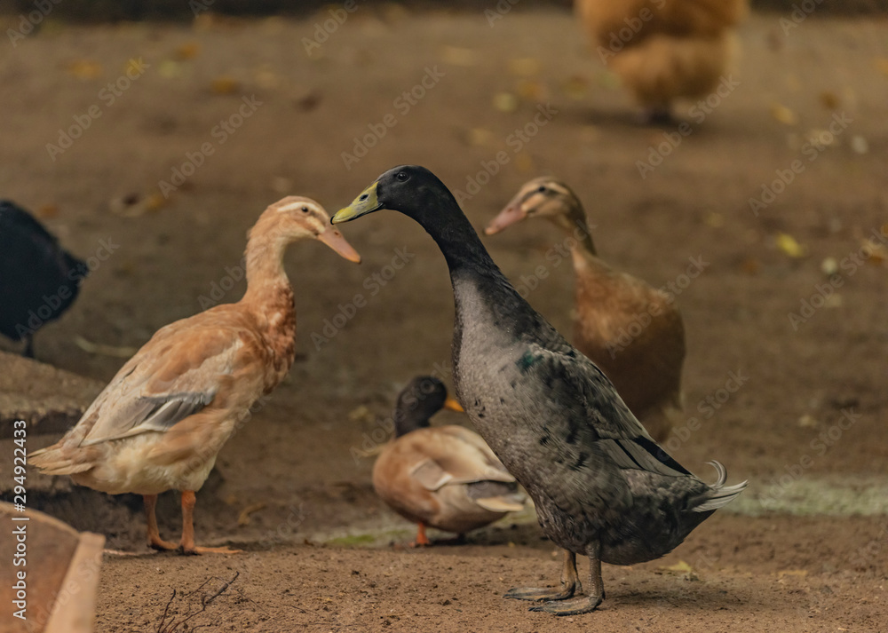 Indian runner bird in autumn cloudy day Indian runner bird in autumn cloudy day
