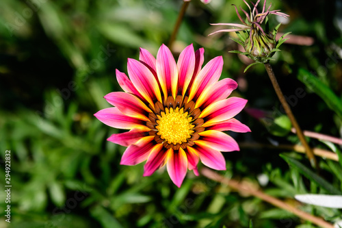 One pink gazania flower and green leaves in soft focus, in a garden in a sunny summer day