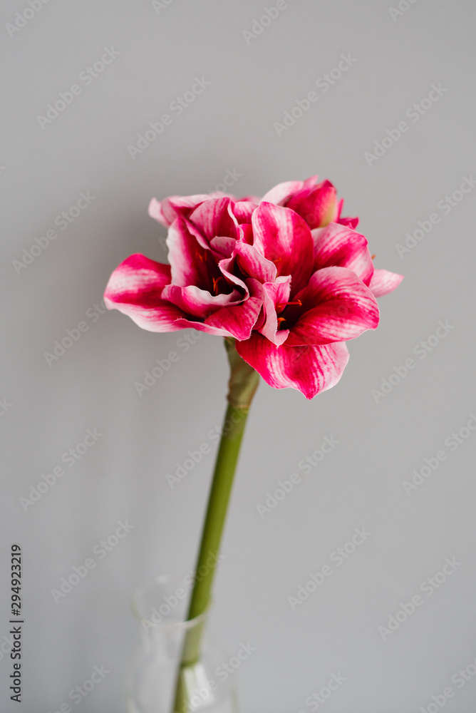 Bright pink flower on gray background Bright pink flower on gray background