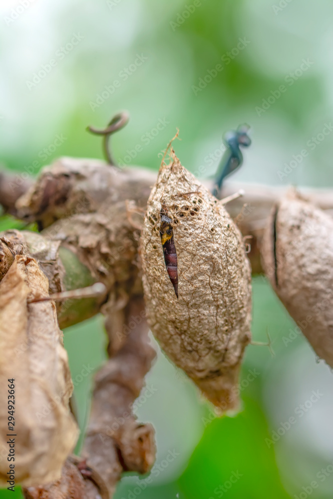 Butterflies farm. Sign In Different butterflies chrysalis on a branch - Stock Image Butterflies farm. Sign In Different butterflies chrysalis on a branch - Stock Image