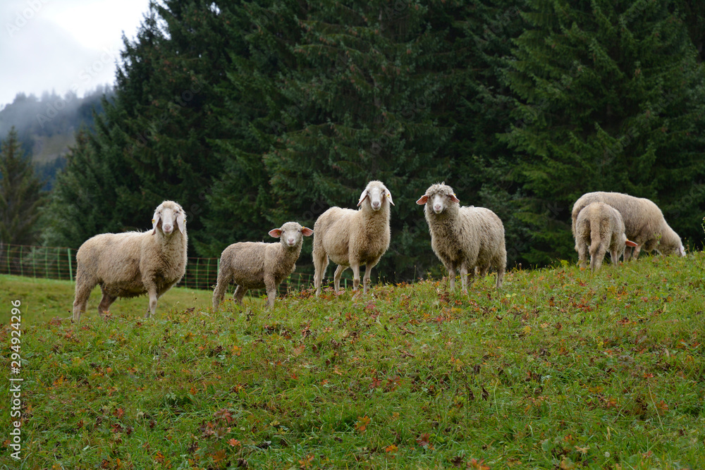schafe auf der weide im kleinwalsertal schafe auf der weide im kleinwalsertal