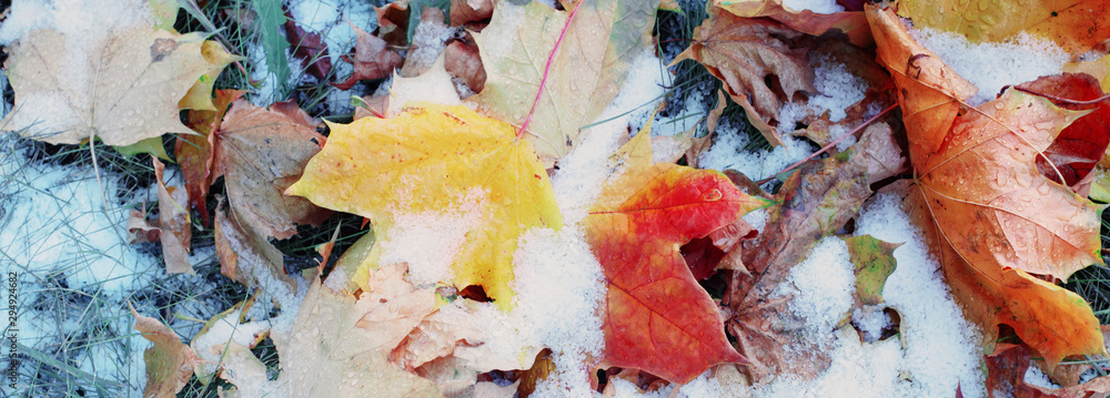 background of yellow autumn leaves in snow - obrazy, fototapety, plakaty 