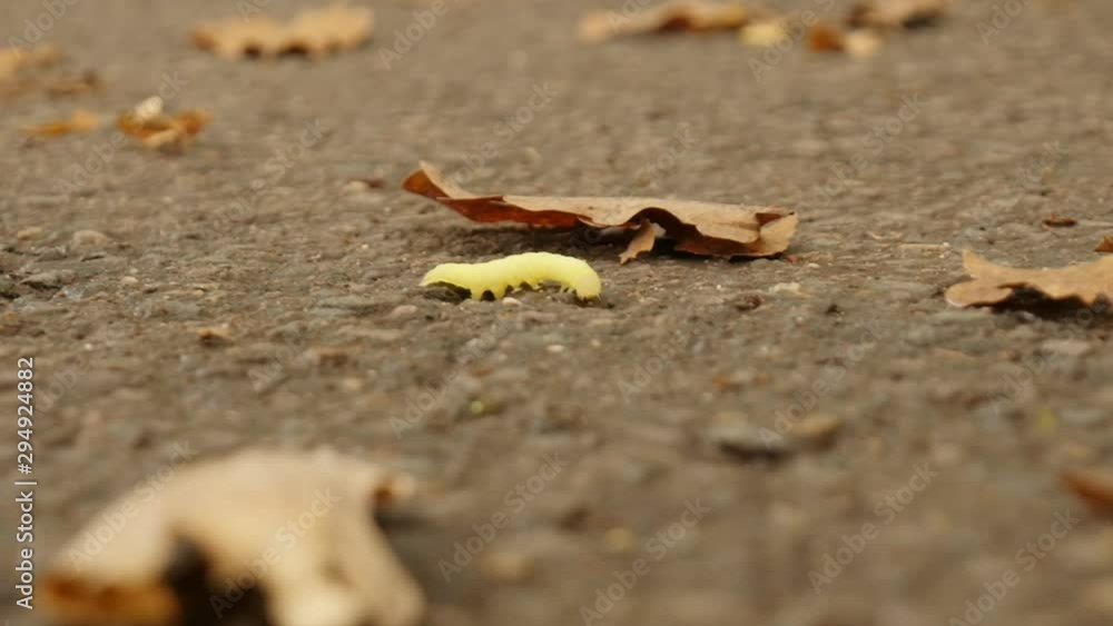 Toxic green caterpillar wandering around brown leaves on concrete. Close up. Toxic green caterpillar wandering around brown leaves on concrete. Close up.