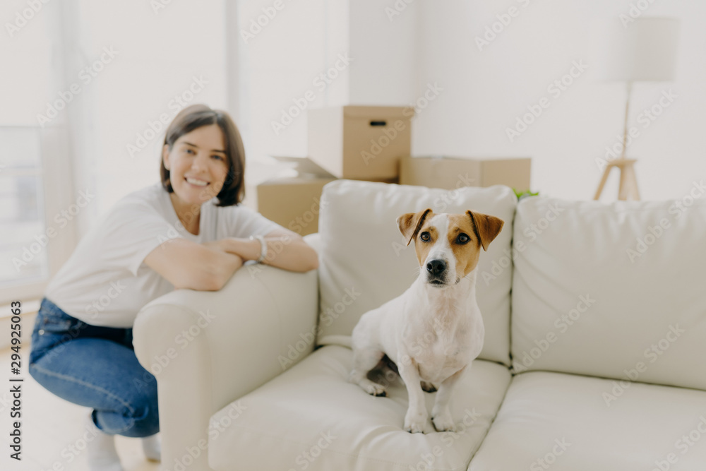 Happy woman plays with favourite pet, poses near sofa in new apartment, celebrate Moving Day, bought new house, pose in spacious white living room, settling furniture, think about interior design Happy woman plays with favourite pet, poses near sofa in new apartment, celebrate Moving Day, bought new house, pose in spacious white living room, settling furniture, think about interior design