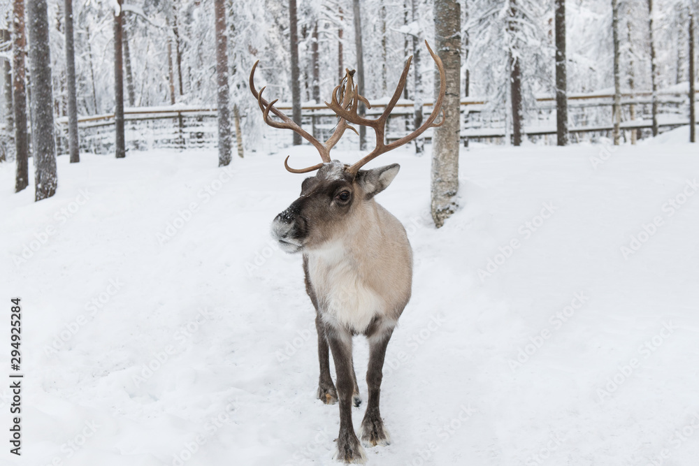 Beautiful curious reindeer in snowy forest closeup Beautiful curious reindeer in snowy forest closeup