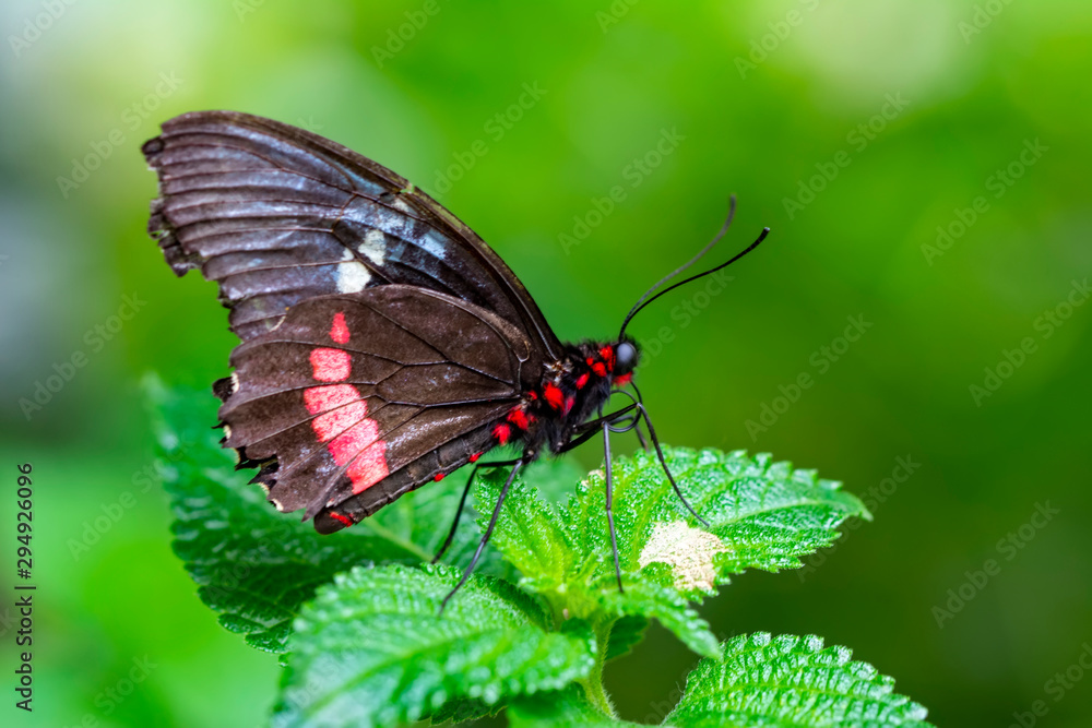 Closeup Common Mormon, Papilio polytes, beautiful butterfly in a summer garden Closeup Common Mormon, Papilio polytes, beautiful butterfly in a summer garden