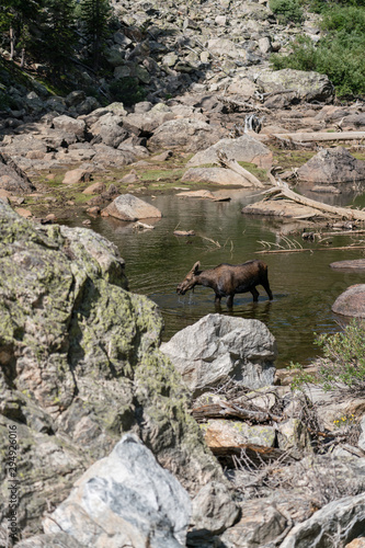 Moose in a Small Pond