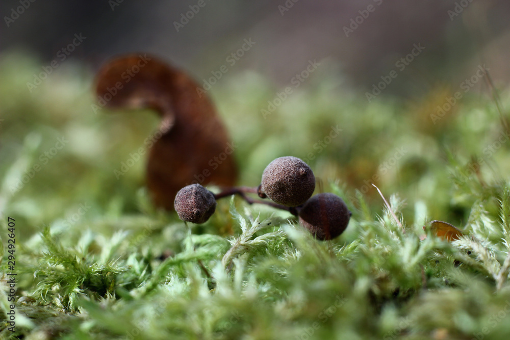 green moss in autumn in natural conditions on a blurred background of trees green moss in autumn in natural conditions on a blurred background of trees