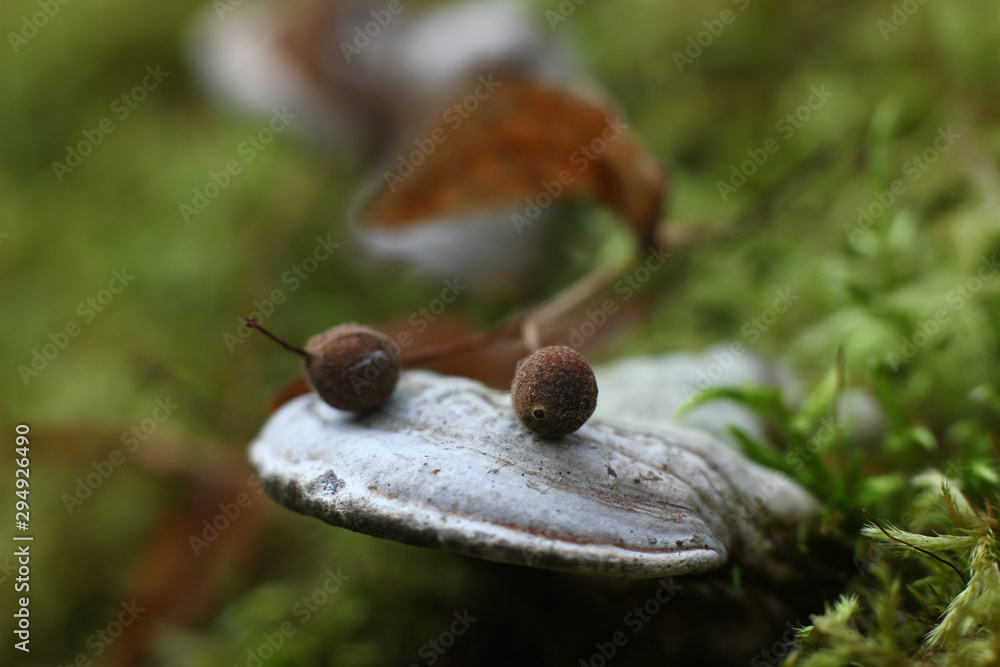 natural background with fungus tinder on moss and fallen buds of plants
