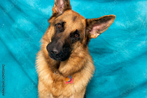 Studio portrait of German shepherd dog against blue background, with quizzical face and tilted head looking at viewer.