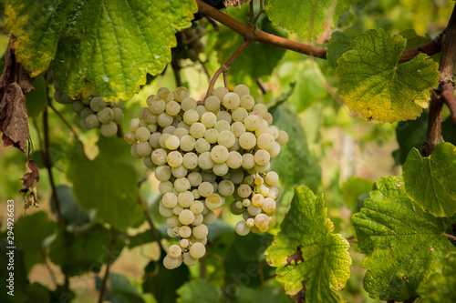 Wallpaper Mural Yellow grapes in a vineyard at sunrise. Torontodigital.ca
