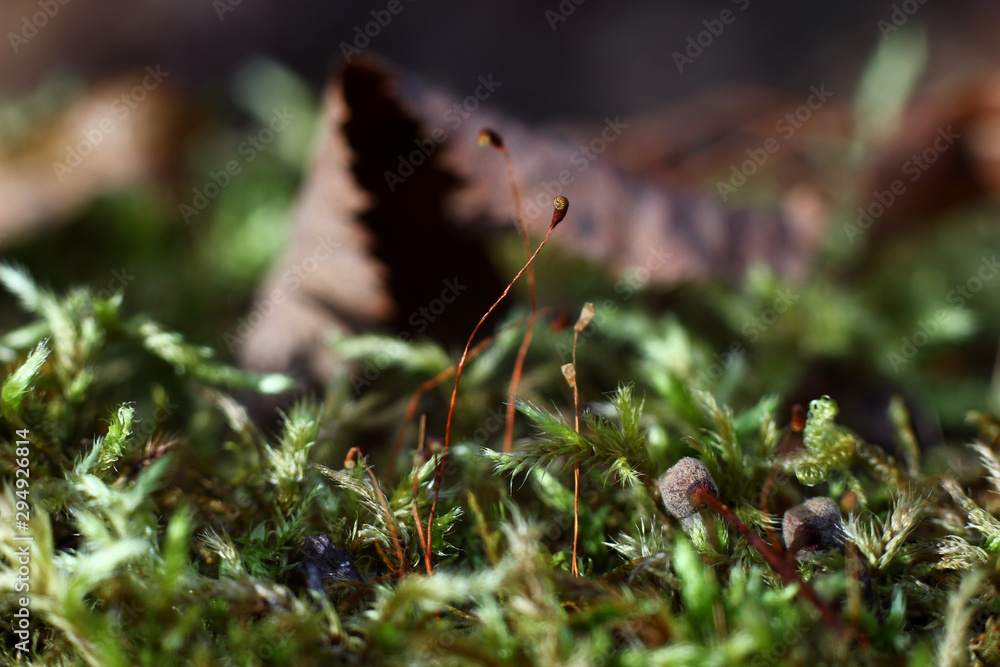 green moss in autumn in natural conditions on a blurred background of trees green moss in autumn in natural conditions on a blurred background of trees