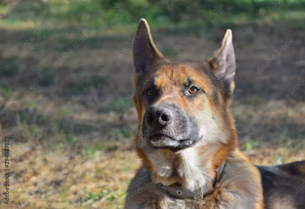 Portrait of a German shepherd dog. Two years old male.