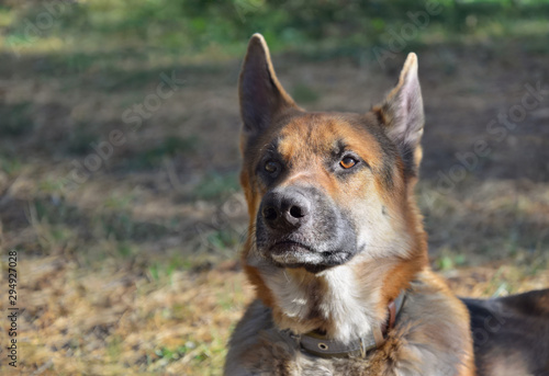 Portrait of a German shepherd dog. Two years old male. © olenaari