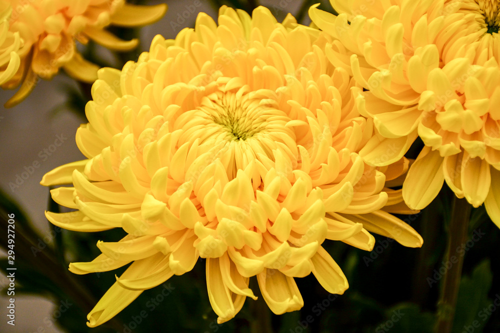 Fototapeta premium Beautiful autumn chrysanthemum flowers. Park, nature.