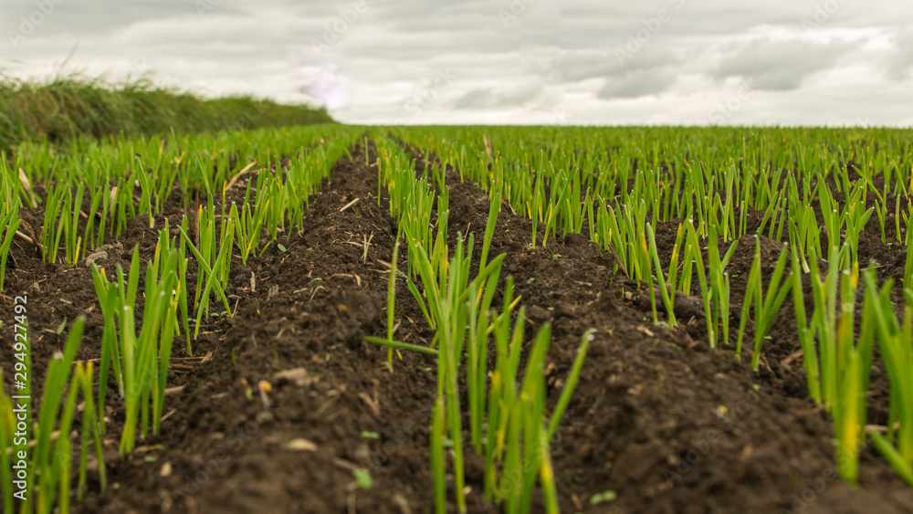 close-up of young grain plants on a field with shallow depth of field and selective focus close-up of young grain plants on a field with shallow depth of field and selective focus