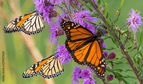 Photography Monarchs on Purple Flower 2