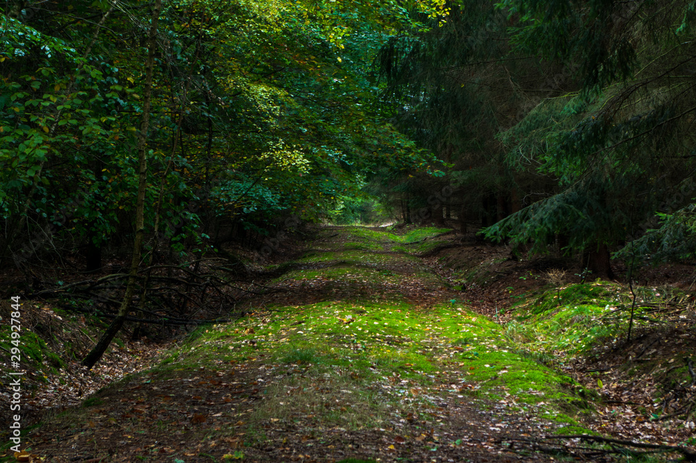 sunlit path in the dark forest sunlit path in the dark forest