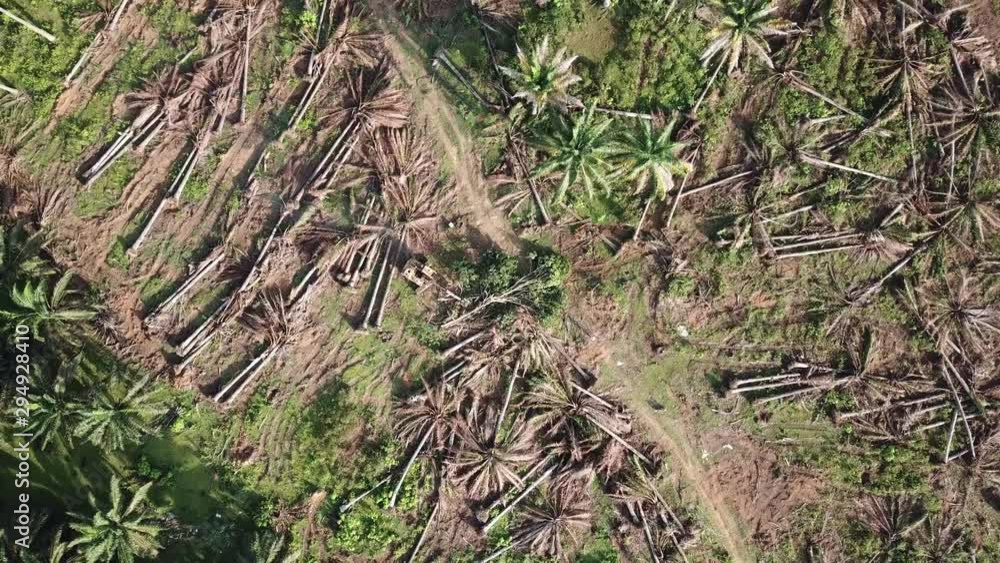 Oil palm trees is cleared for other plantation at Malaysia. Oil palm trees is cleared for other plantation at Malaysia.