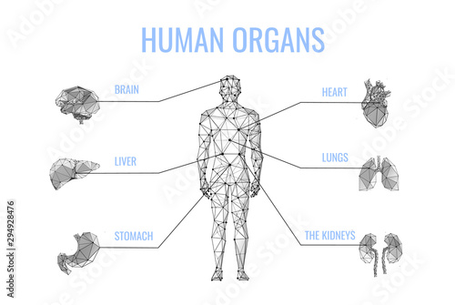 Human internal organs low poly banner template. Man body, brain, liver, stomach, heart, lungs, kidneys polygonal illustration. Anatomy scientific poster, tutorial, schoolbook design layout