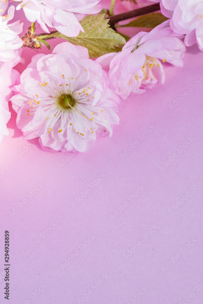 Violet paper blank and beautiful flowers of almond plant on it.