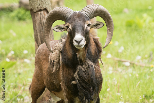 Big Horn Sheep © Lance