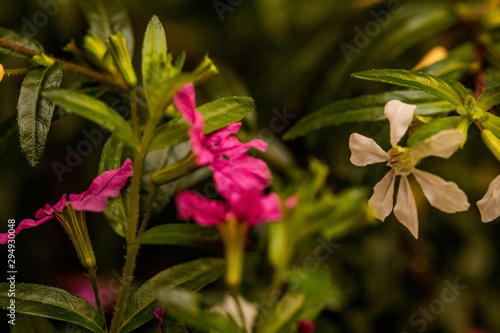 Erica gracilis. Pink and white heather shinning flowers, Heidis small flowers. Erica neglecta Don or Erica tenuissima. Flowering Erica  photo
