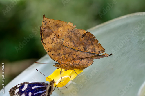 Dead leaf butterfly , Kallima inachus, aka Indian leafwing, standing wings folded on a bamboo branch, dead leaf imitation.